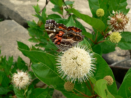 {Cephalanthus occidentalis}